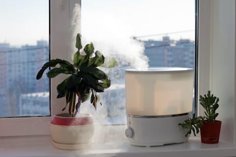 Top Air-purifying Indoor Plants for Sale