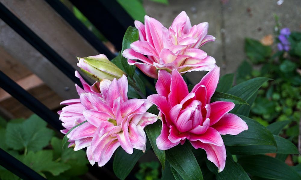 Welche tollen Blumen gibt es für unter 20 $? Banner