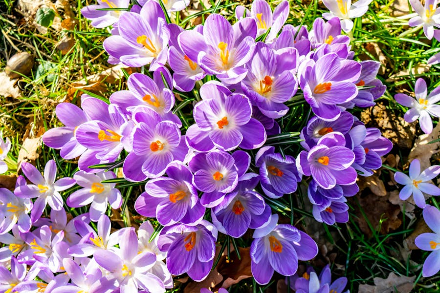 Early Spring Flowers to Add More Beauty to Your Garden