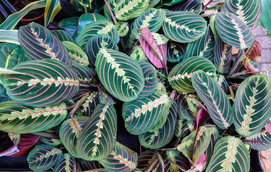 Prayer Plant Care for New Owners