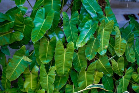 Learn About Philodendron Care To Have A Nice Garden