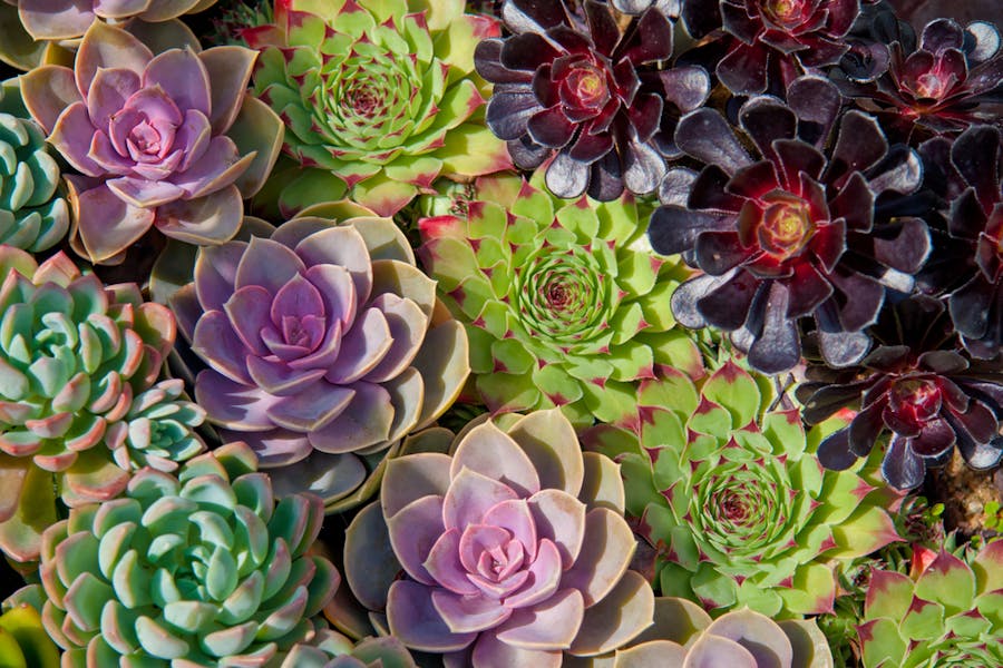 Get Some Beautiful and Colorful Succulents to Embellish Your Balcony