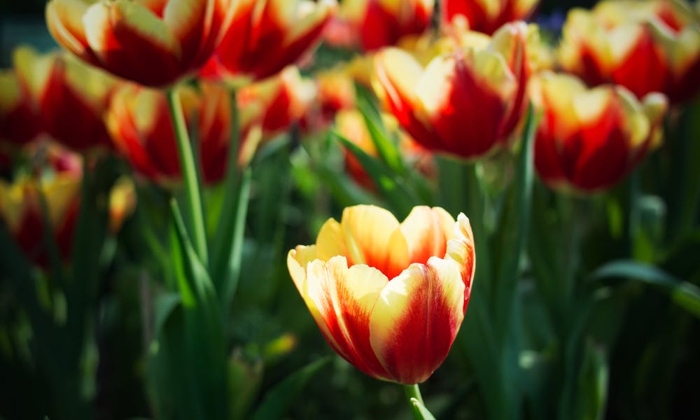 Conheça as Cores Incríveis das Tulipas da Natureza