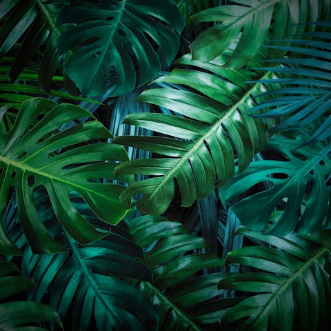 Smart Monstera Deliciosa Care Tips for Owners of This Beautiful Plant