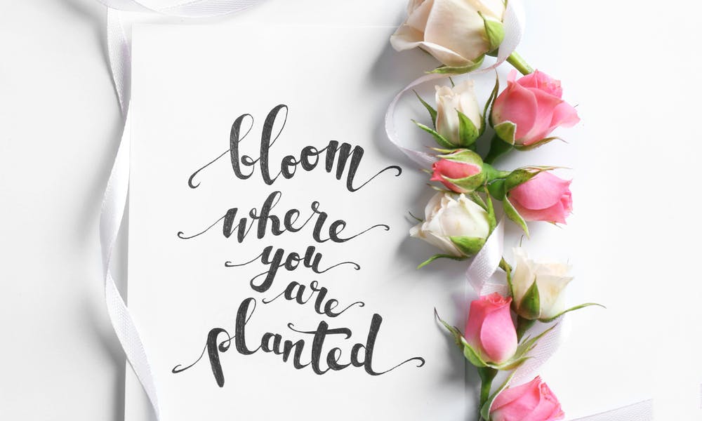 Quotes About Roses And Their Meanings Banner