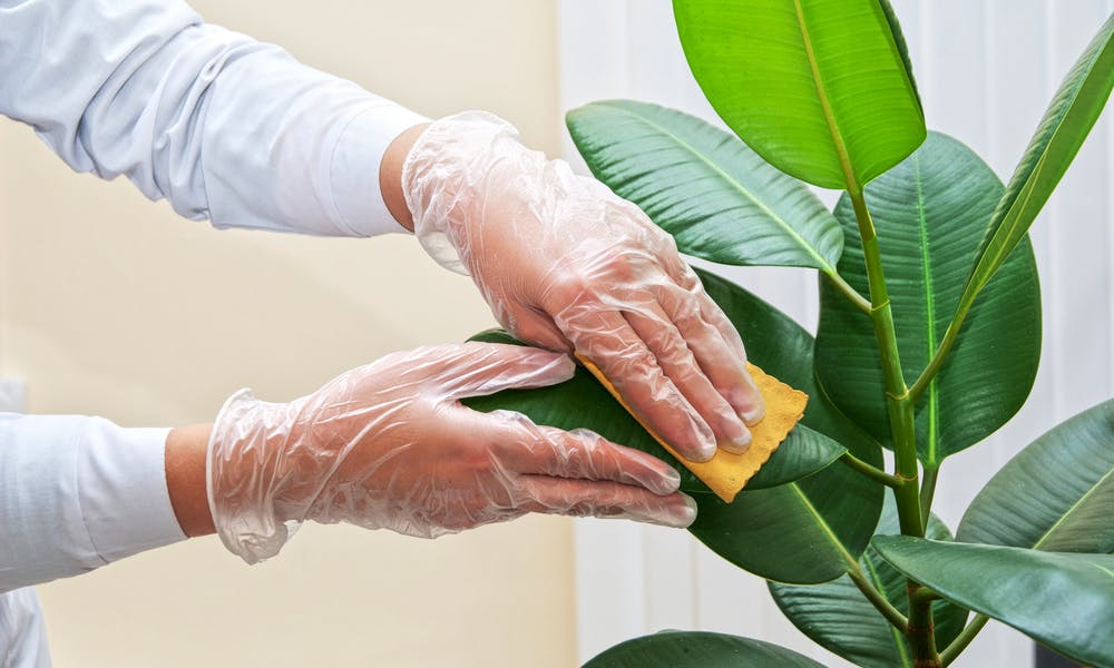 What Should You Know about Rubber Plant Care? Banner