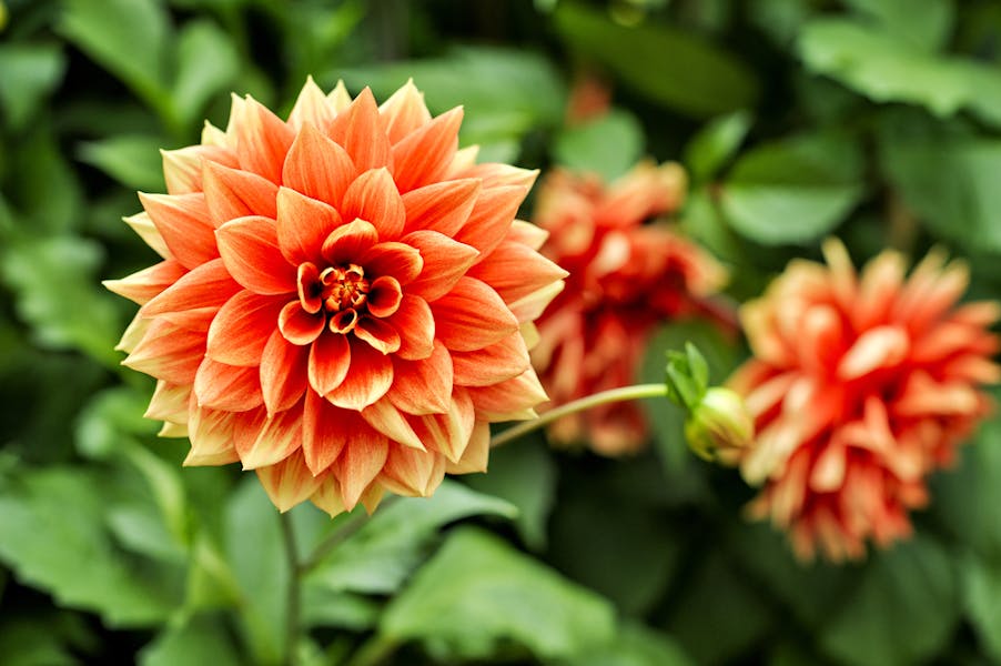 Annual Flowers to Brighten Up Your Garden