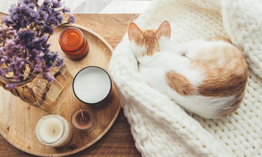 How to avoid getting bored: tips to enjoy your time at home Banner