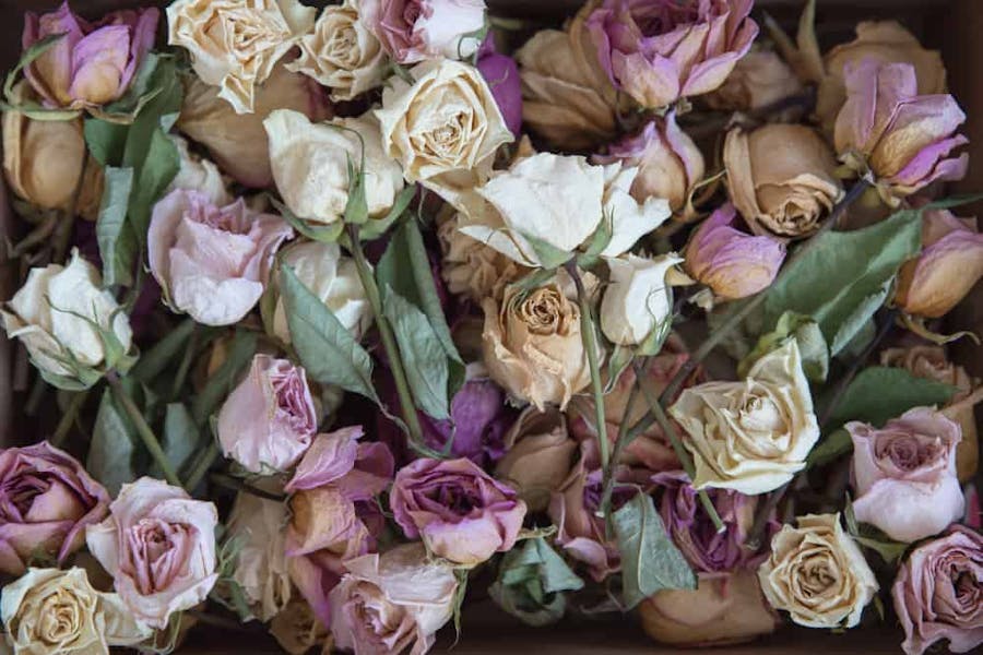 Discover Different Death Flowers and Their Symbolic Meanings