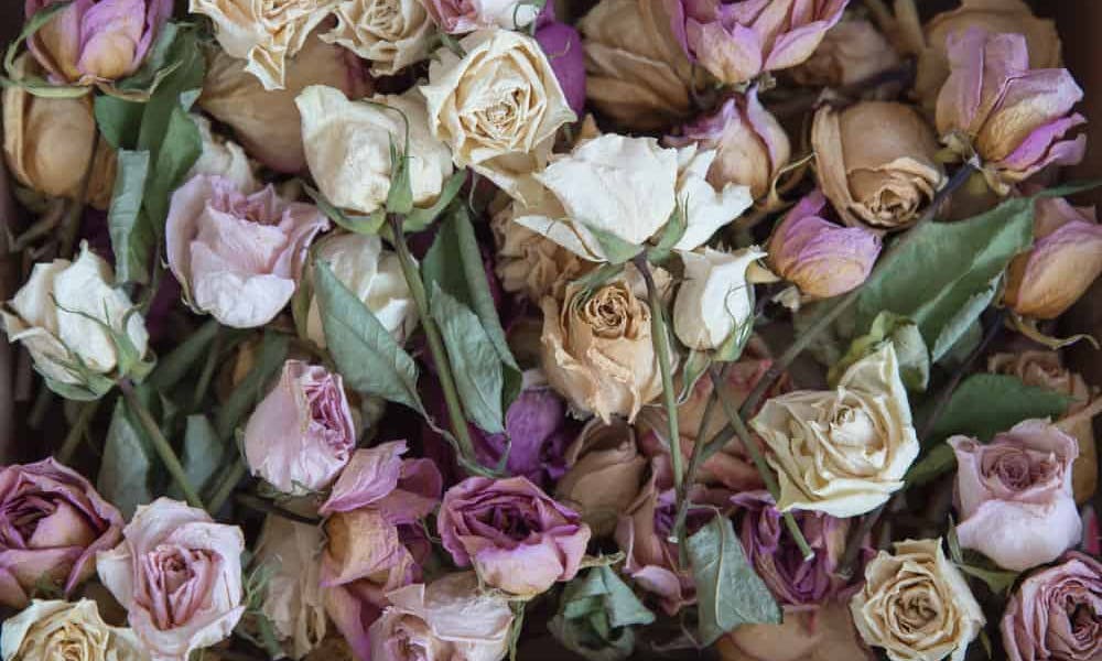 Entdecken Sie verschiedene Todesblumen und ihre symbolische Bedeutung