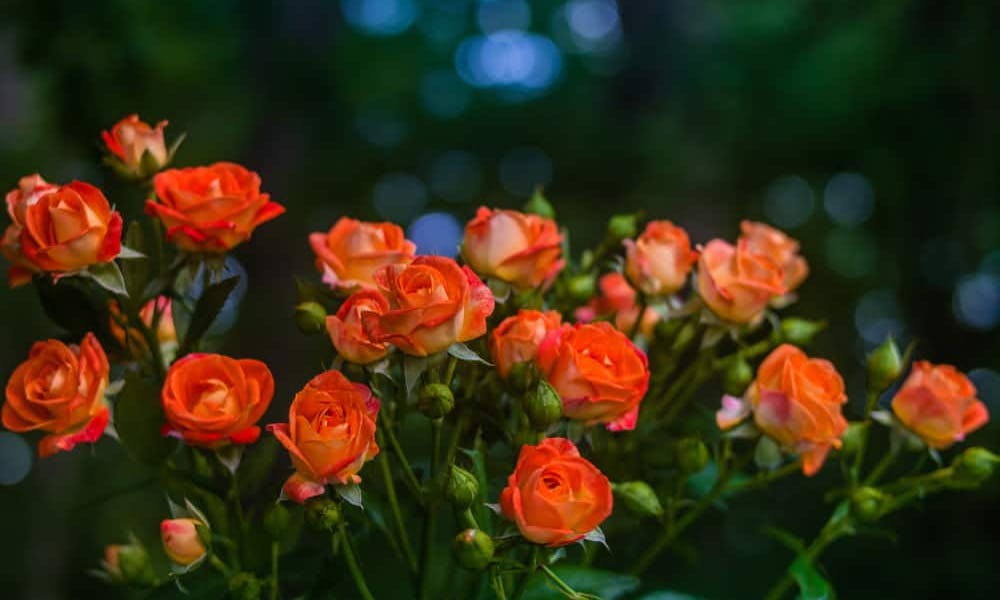Was bedeutet die orange Rose? Banner