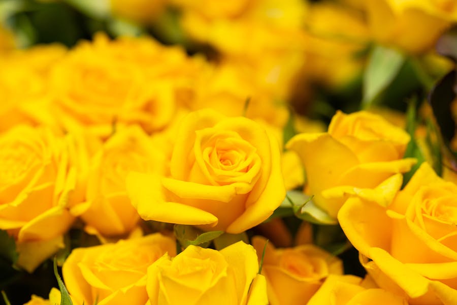 Learn Special Yellow Roses Meaning to Send to Your Beloved Ones on Different Occasions