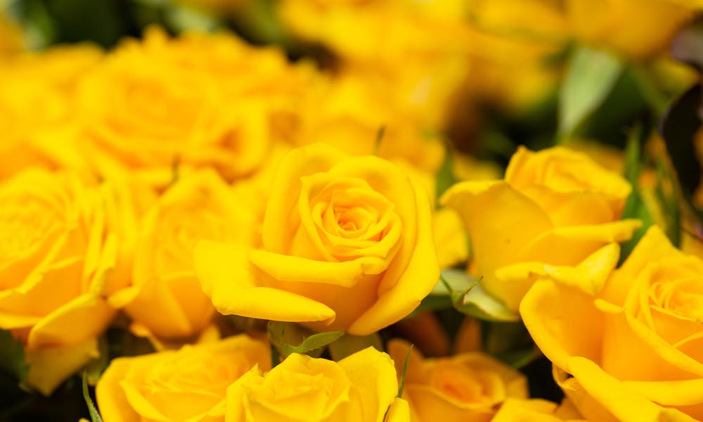 Learn Special Yellow Roses Meaning to Send to Your Beloved Ones on Different Occasions Banner