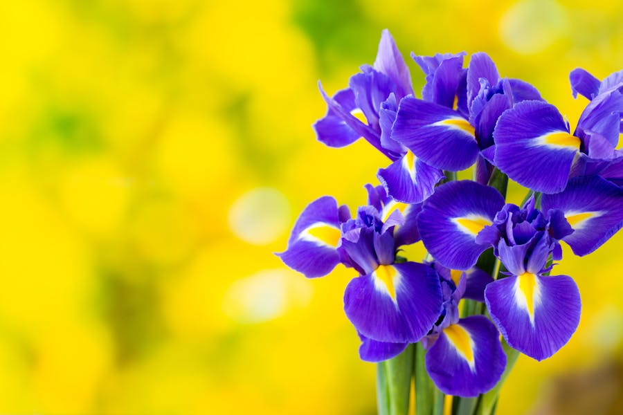 The Iris Flower Meaning Is Full of Love and Deep Trust