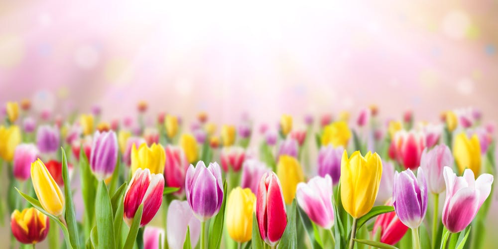 Tulip Flower Meanings, History, And Symbolism