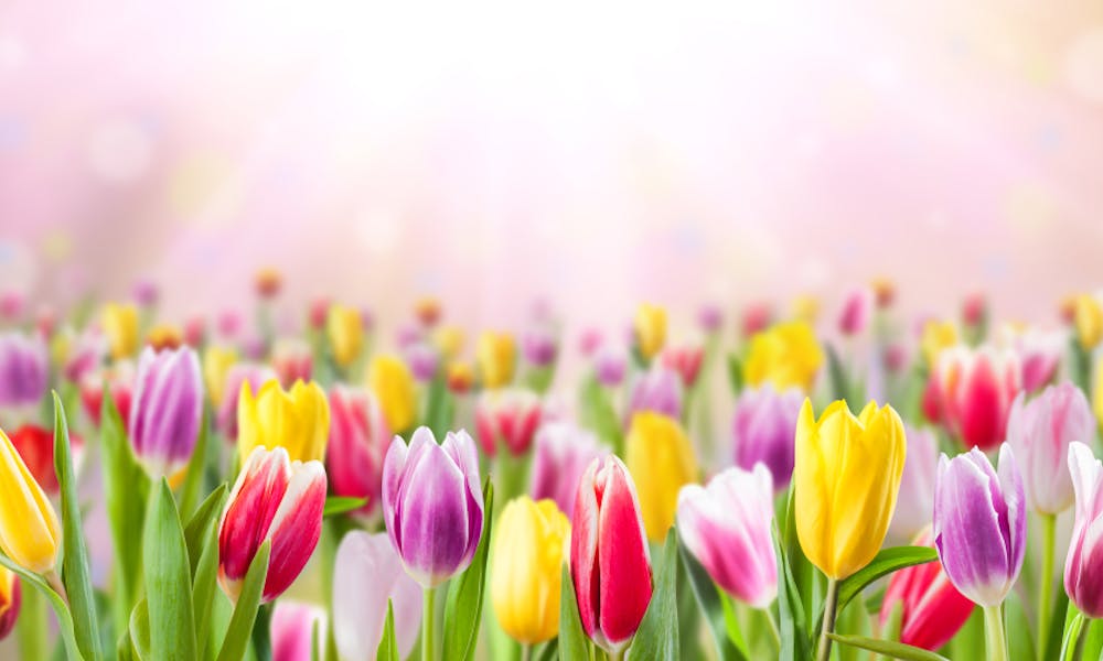 Tulip Flower Meanings, History, And Symbolism Banner