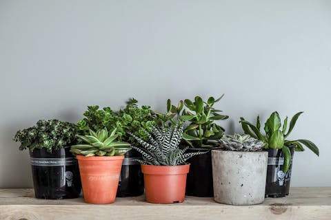 Discover the Most Beautiful Small Indoor Plants to Brighten Your House