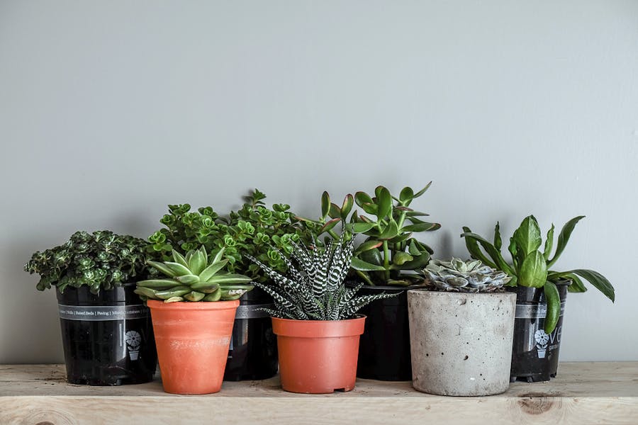 Discover the Most Beautiful Small Indoor Plants to Brighten Your House