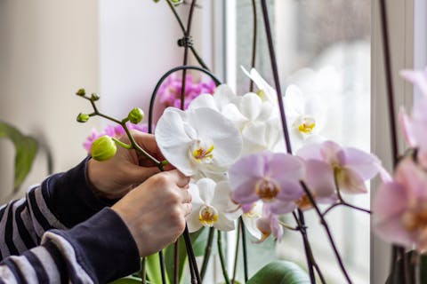 Discover the Main Requirement for How to Care for Orchids