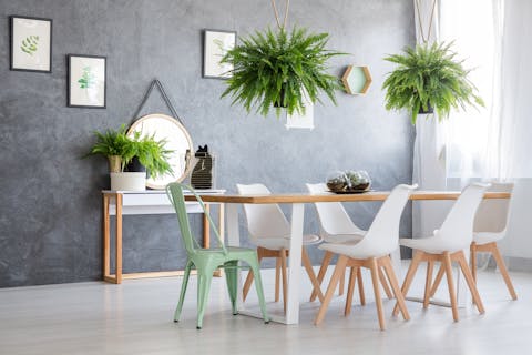 Hanging Indoor Plants – Ideas, Tips and More