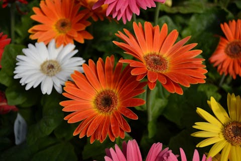 Your Simple Guide to Gerbera Daisy Care