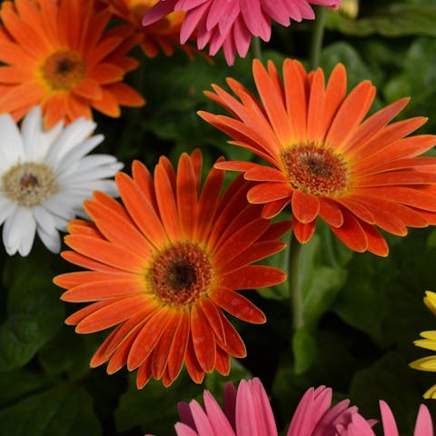 Your Simple Guide to Gerbera Daisy Care