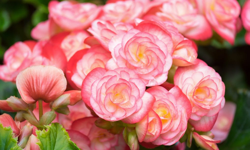 Die gefangene Welt der Blumennamen-Banner