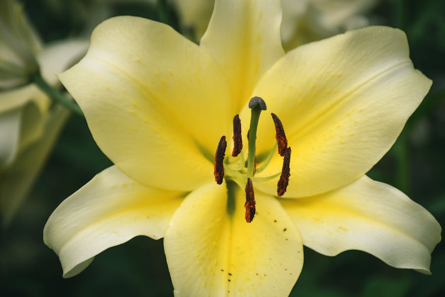 Learn about Easter Lily Care and Make You Garden Beautiful