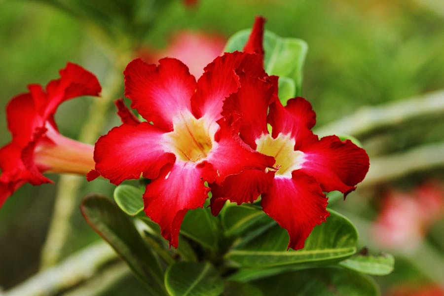 The Ultimate Azalea or Azalia Plant Care