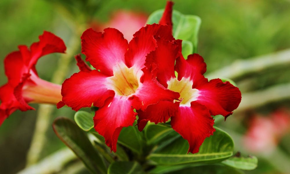 The Ultimate Azalea or Azalia Plant Care Banner