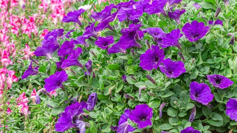 The Most Beautiful Annuals That Bloom All Summer 