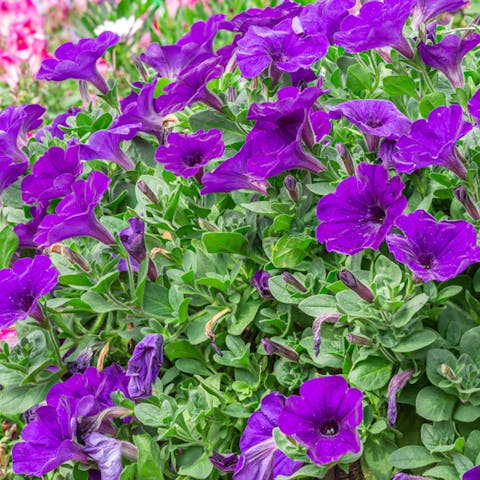 The Most Beautiful Annuals That Bloom All Summer