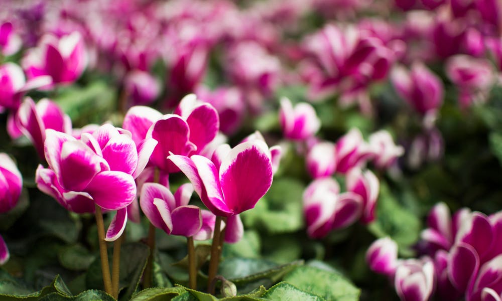 Poisonous Flowers – The Nature’s Weapon Banner
