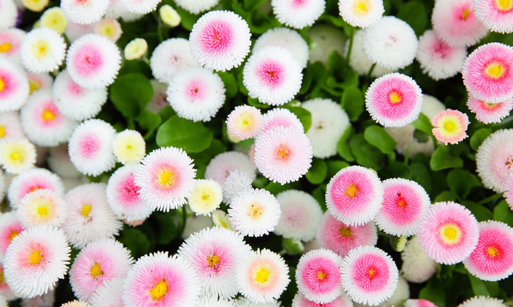 Distinguish the Difference Between Annual Vs Perennial Plants Banner