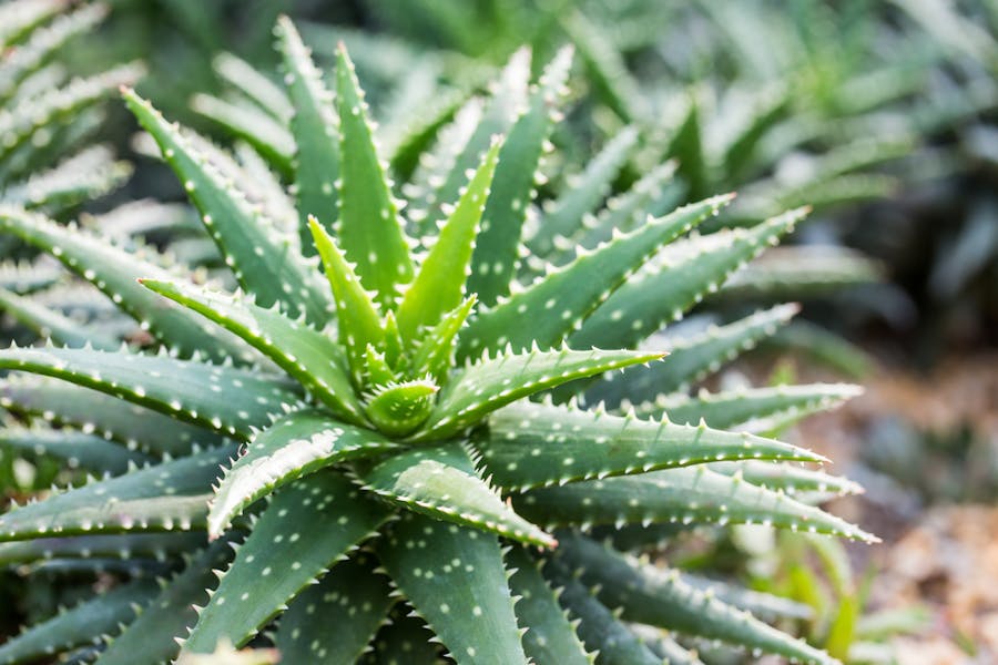 What You Should Know about Aloe Vera Plant Care