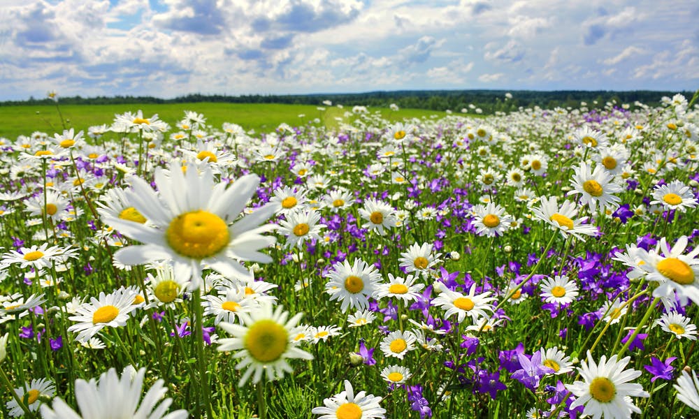 Sommerblumen – Die schönste Ergänzung für jeden Garten