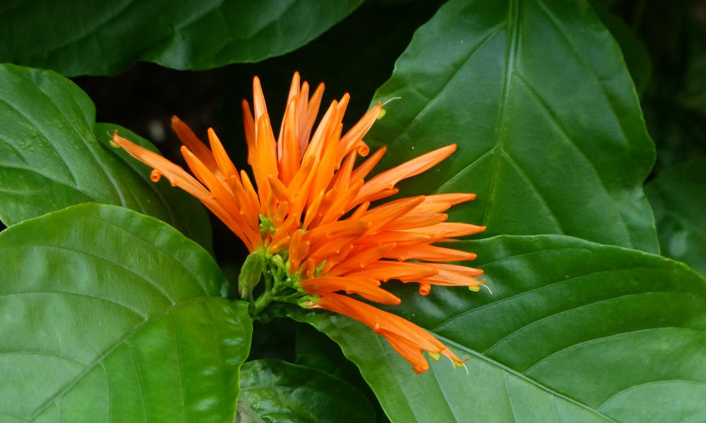 Flores Mexicanas: 10 Flores Bonitas Nativas do México Banner