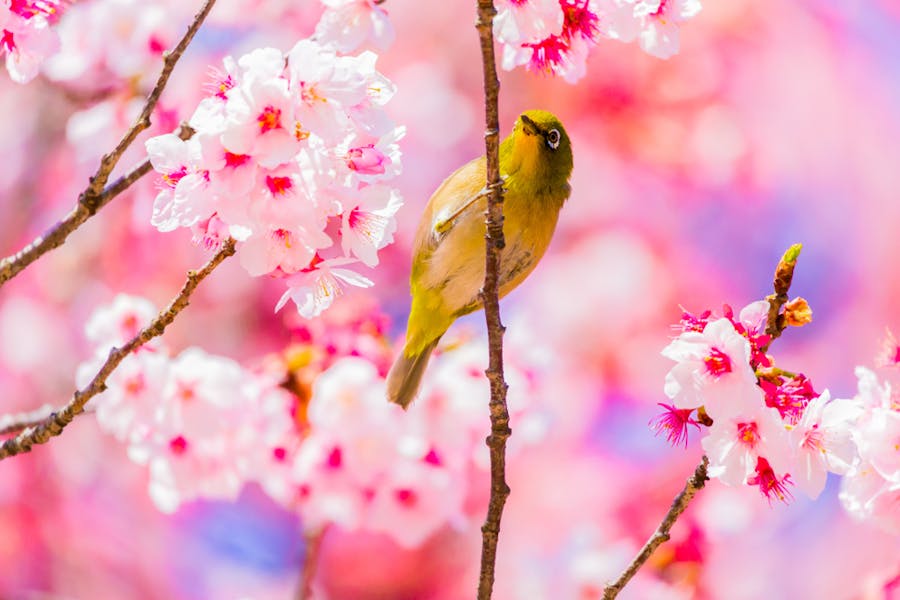 Discover the Most Beautiful Japanese Flower Names and Their Meanings