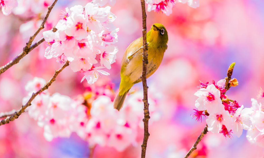 Discover the Most Beautiful Japanese Flower Names and Their Meanings Banner