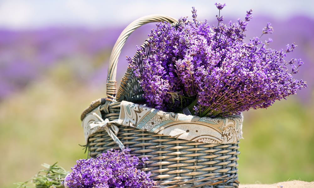 Flower Love: The Many Types of Lavender Banner