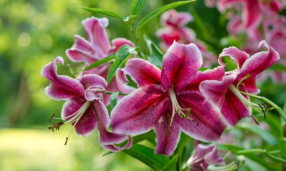 Odkrywanie Świata Znaczenia Lilii Stargazer