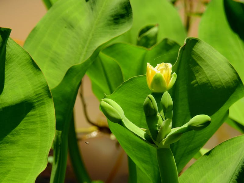 Plant Exotic Flowers and Get a Taste of a Full-Time Holiday