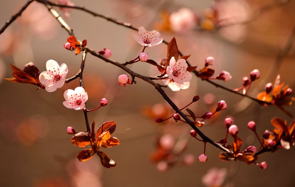 Japan and its Flowers are Beautiful and Mind-Blowing