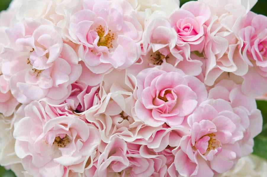 Pink Flower Names – Ideas for Gifts, Decorations, And More 