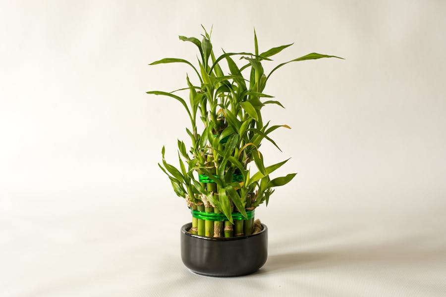 Discover Useful Lucky Bamboo Care Tips to Plant This Charming Houseplant in Your Garden