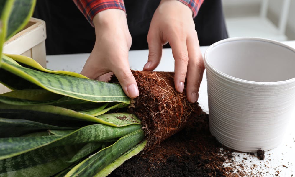 How To Repot A Plant – Tips for Success Banner