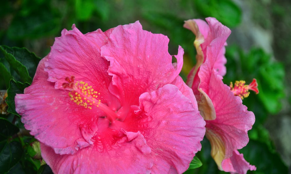 How to Press Flowers With Sentimental Value for You? Banner