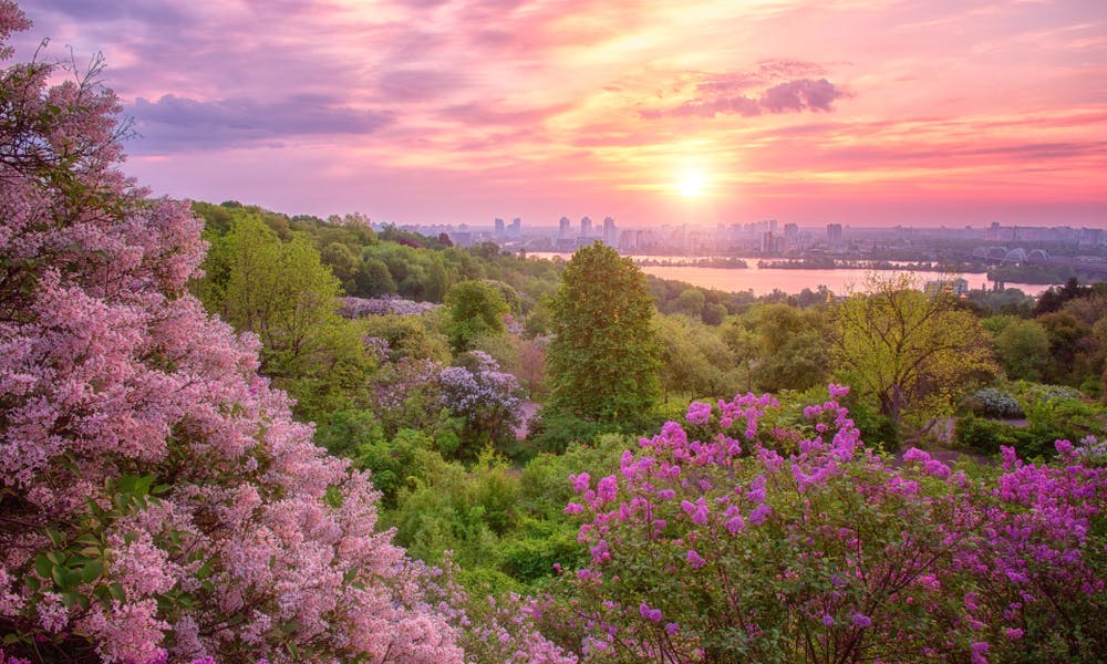 Jakie są korzyści z ogrodów botanicznych? Baner