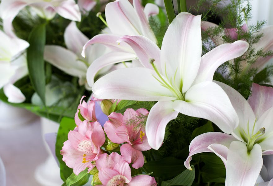 Sympathy Plants for All Occasions