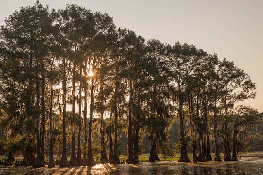 Cypress Tree – The Beautiful Crown